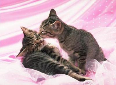 l'amour 